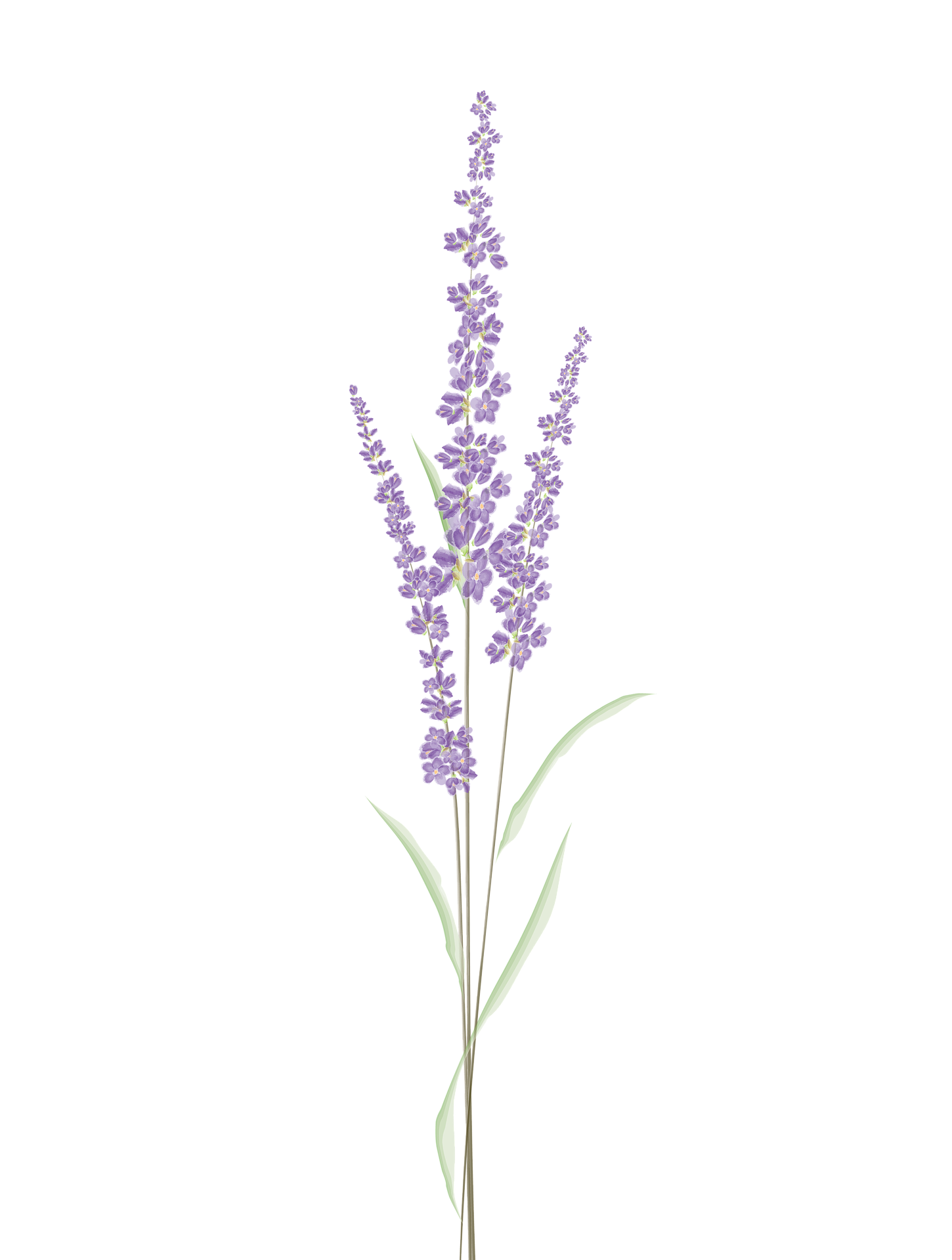 lavender flower stem decoration